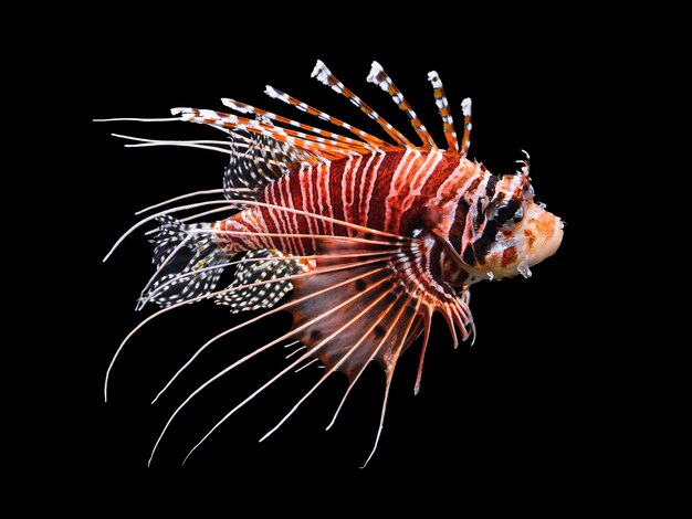 lionfish
